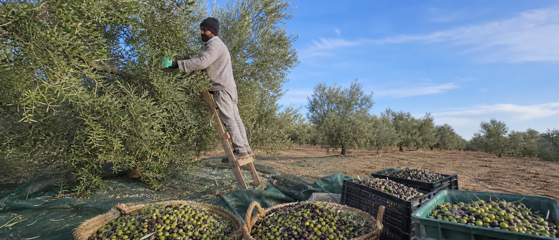 Paniers d’olives fraîchement récoltées dans une ferme partenaire tunisienne