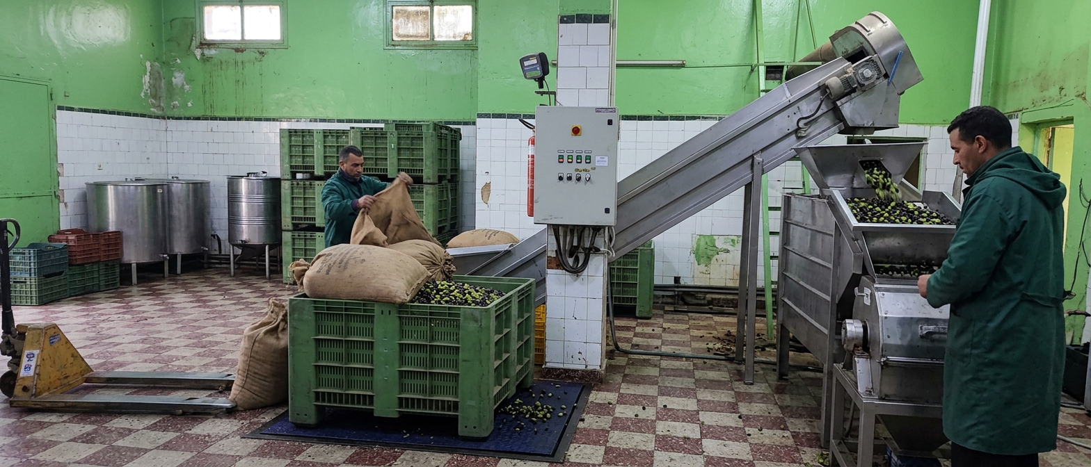 First cold press extraction line inside the olive oil production facility